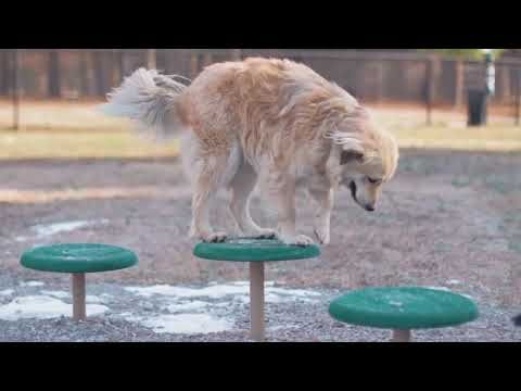 Expert Dog Obstacle Course