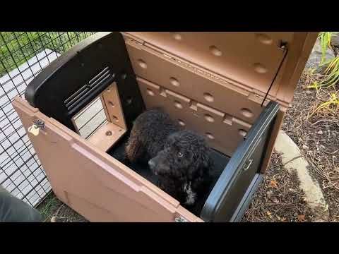 All-in-one grooming table with a - Impact Dog Crates