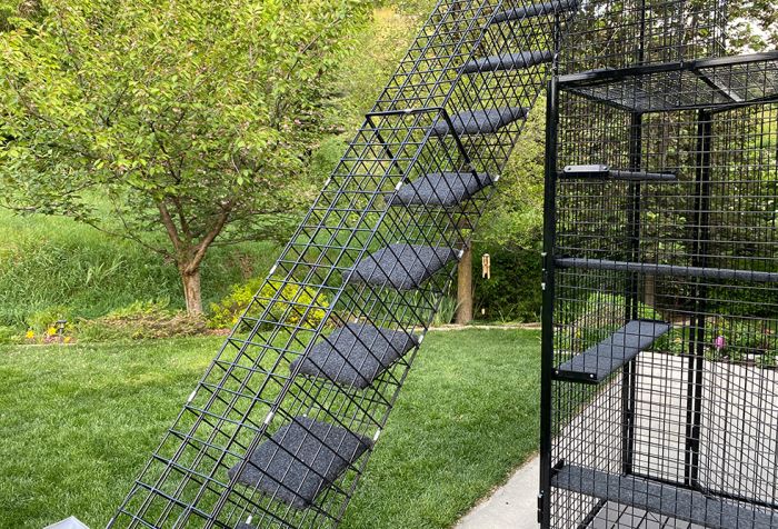 Outdoor cat steps new arrivals