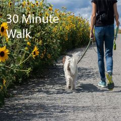 Weekly Dog Walking (30 Minutes)