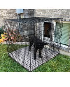 48" X 48" X 46" Tall Wire Outdoor Dogio (RUN ONLY)