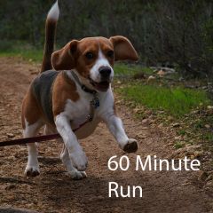 Dog Running (60 Minutes)