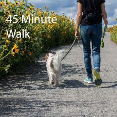 Weekly Dog Walking (45 Minutes)