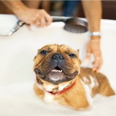 Dog Bath Package – 4 Washes Included