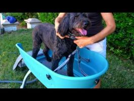 Booster bath for dogs new arrivals