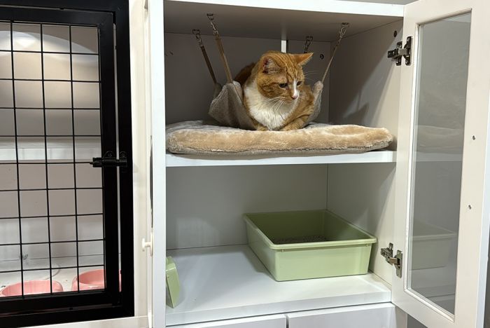 Quad Unit Cat StaX